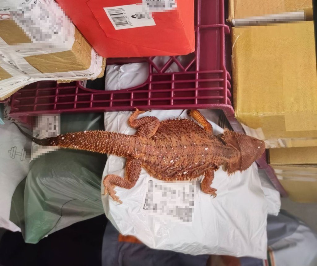 超商店員整理包裹驚見活體「紅魔血系鬆獅蜥」　跨海郵寄來源地是「這國」