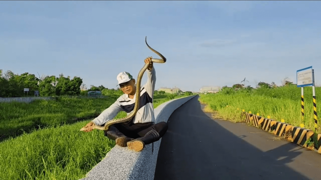 台南安南「蛇窟」再現巨蛇　2公尺臭青母卡漁網險喪命