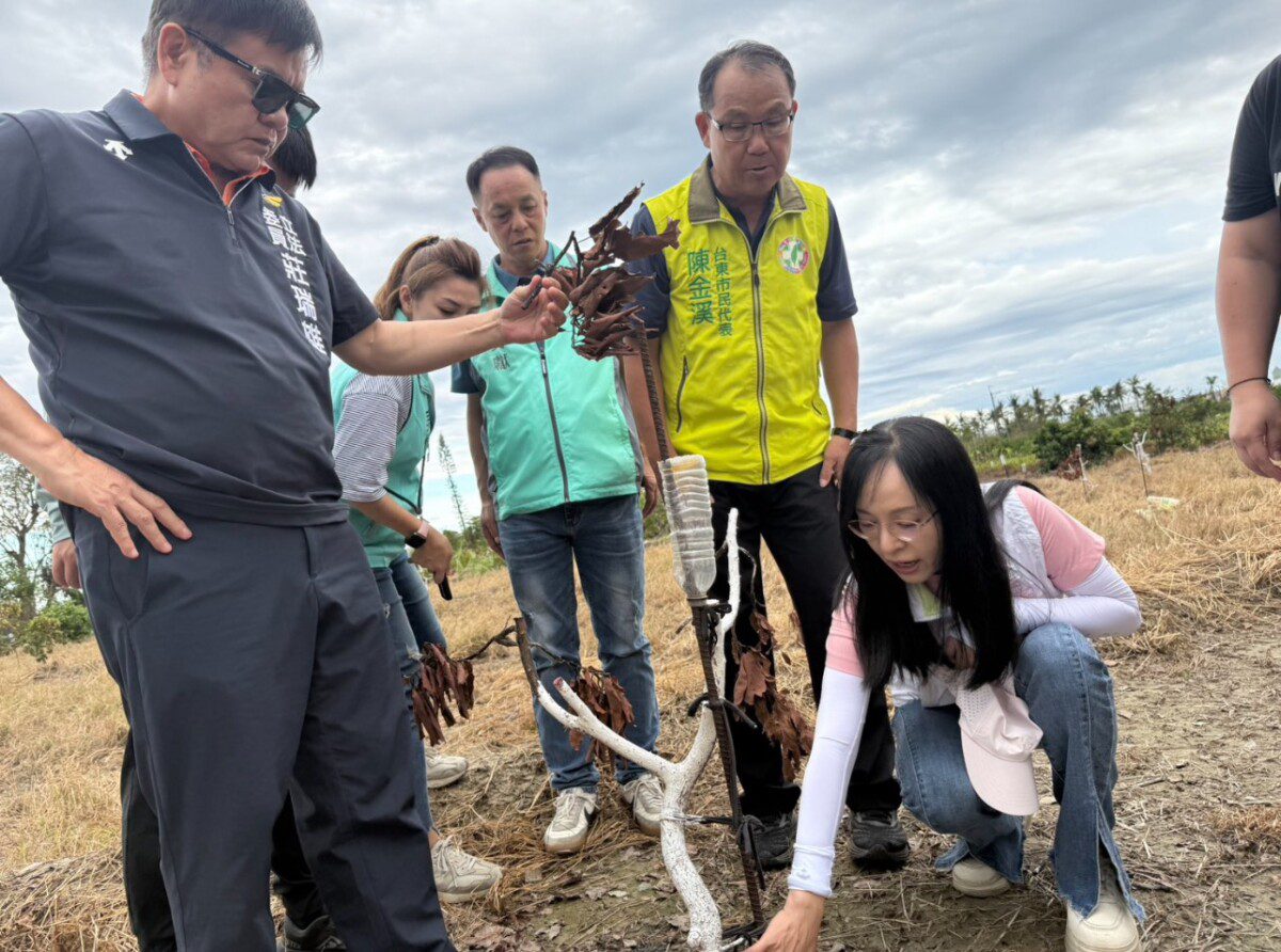 楊柳颱風重創台東酪梨產業　陳瑩委員堅定呼籲要求農業部專案補助　協助農民重建生計