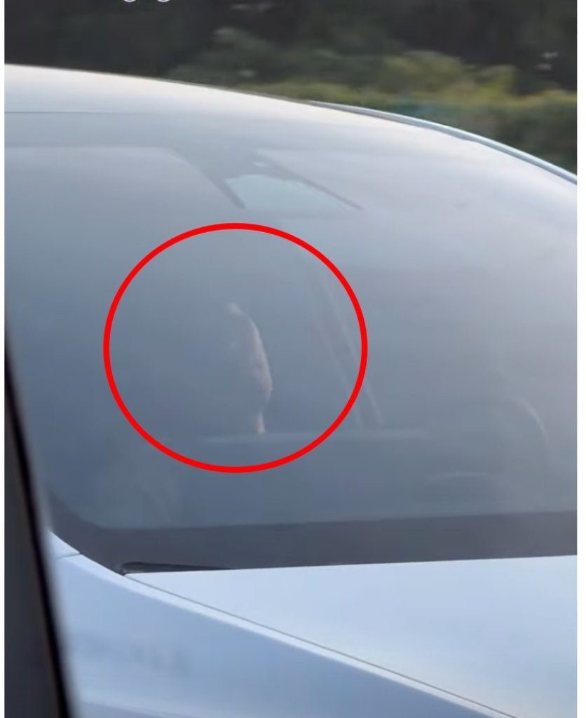 網傳特斯拉駕駛「睡著開車」　國道警：確認時間地點不明　恐觸危險駕車重罰