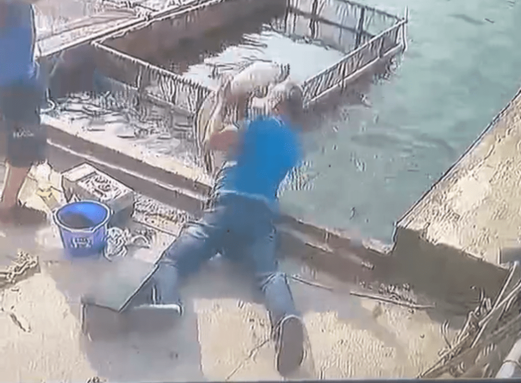 影／太刺激！彰化釣魚場「加碼釣鱷魚」上鉤影片瘋傳　　網友：中秋加菜