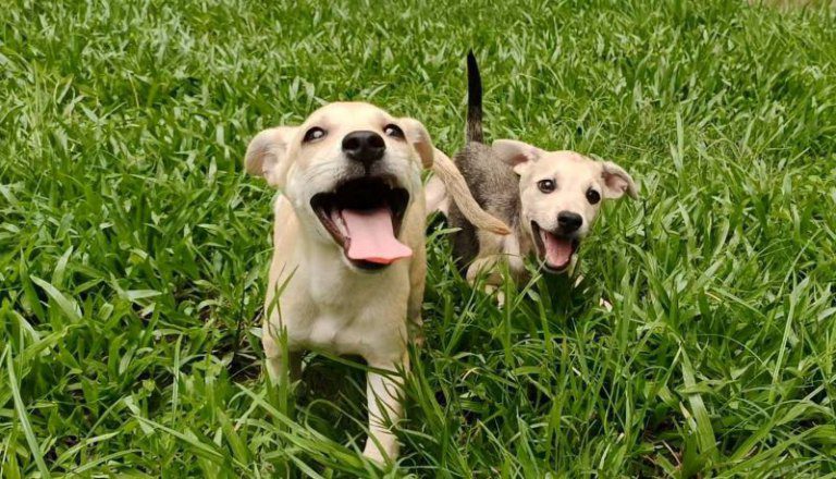 竹市動保所攜手ASML打造浪浪專屬綠地運動場　公私協力守護動物福祉