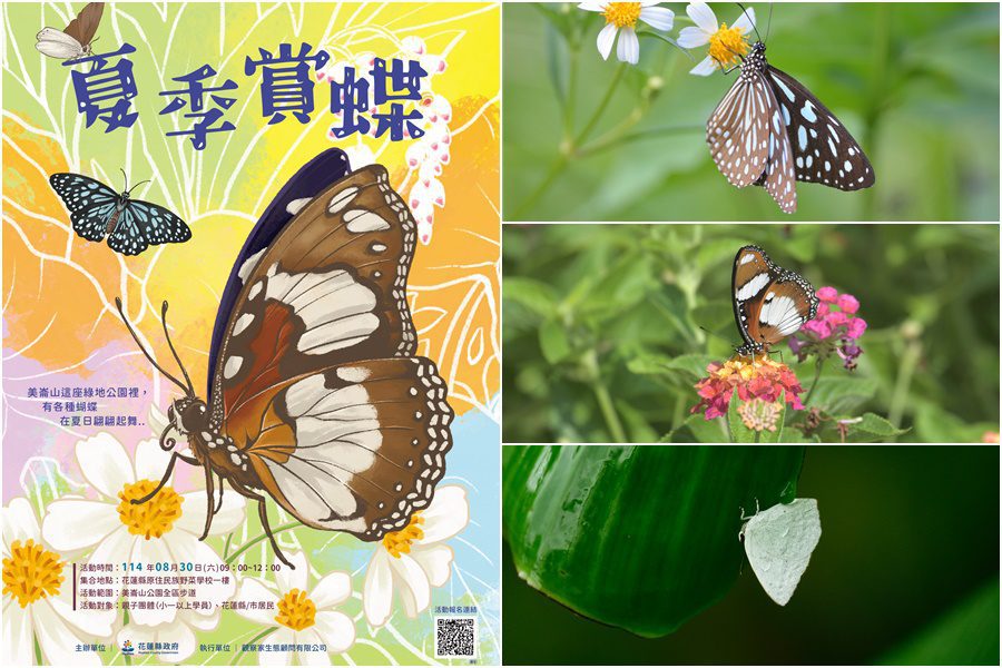 影音/彩衣翩翩好時節 美崙山上尋蝶趣