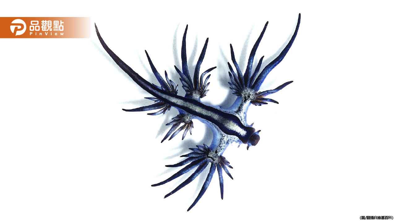 致命藍龍！西班牙、泰國海灘現蹤 毒性超強千萬別碰