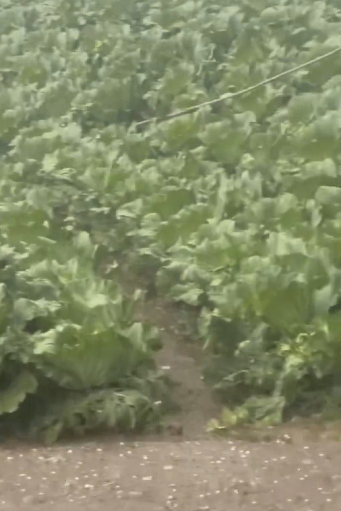 冰雹猛襲！梨山高麗菜慘遭轟炸　玉山步道瞬變「白色世界」