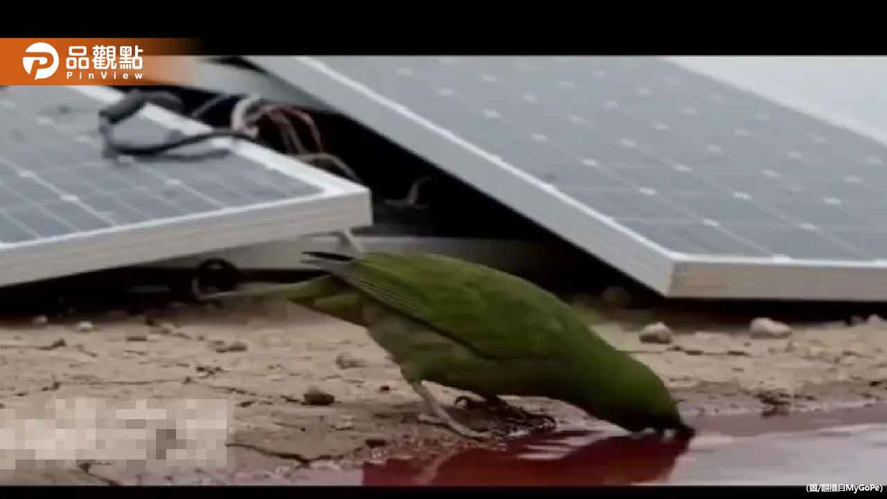 震驚！小鳥飲用光電板紅水瞬間暴斃　真相大揭密