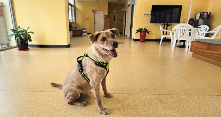 民眾愛心認養前市犬棕棕！　邱臣遠代理市長祝福快樂展開新生活