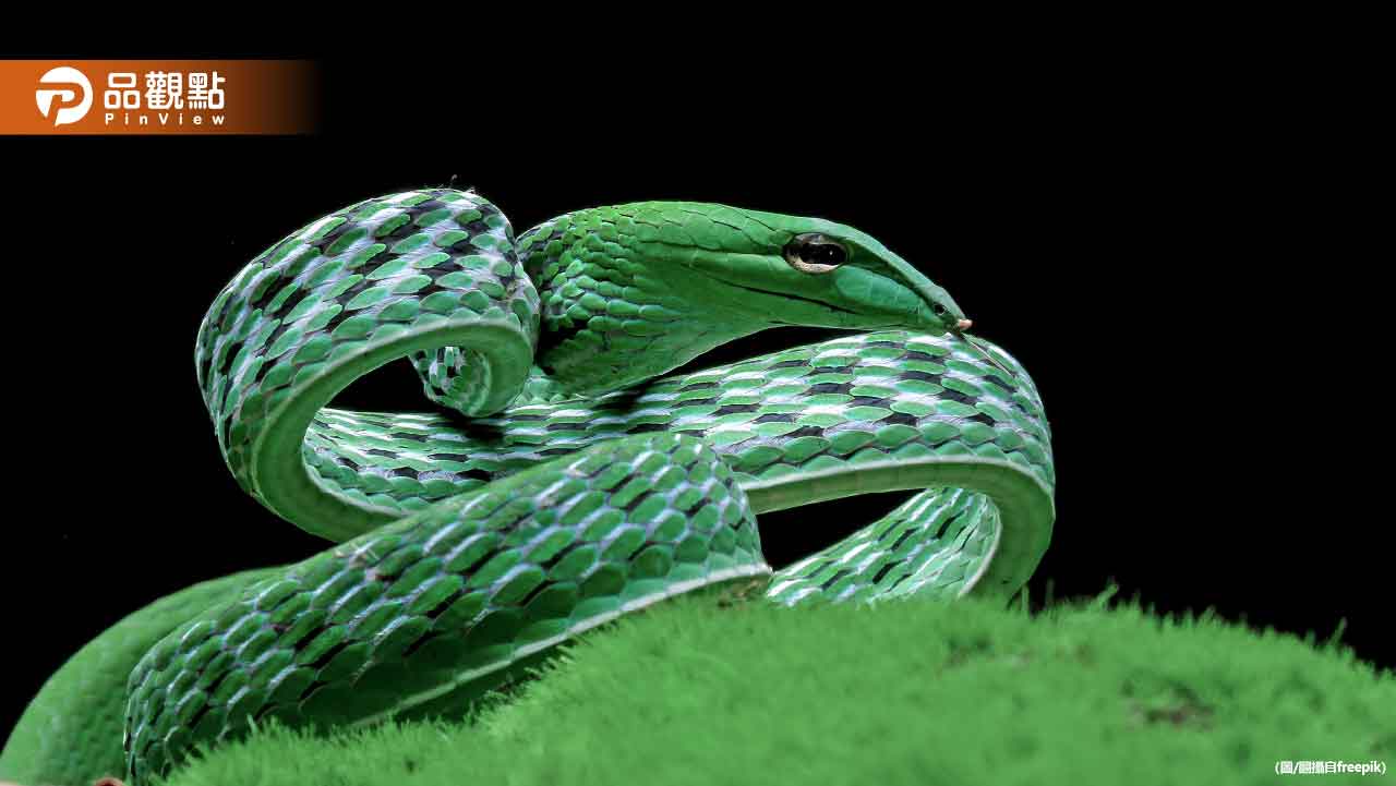 60年一遇青蛇年！4生肖鬼月「財運爆發」