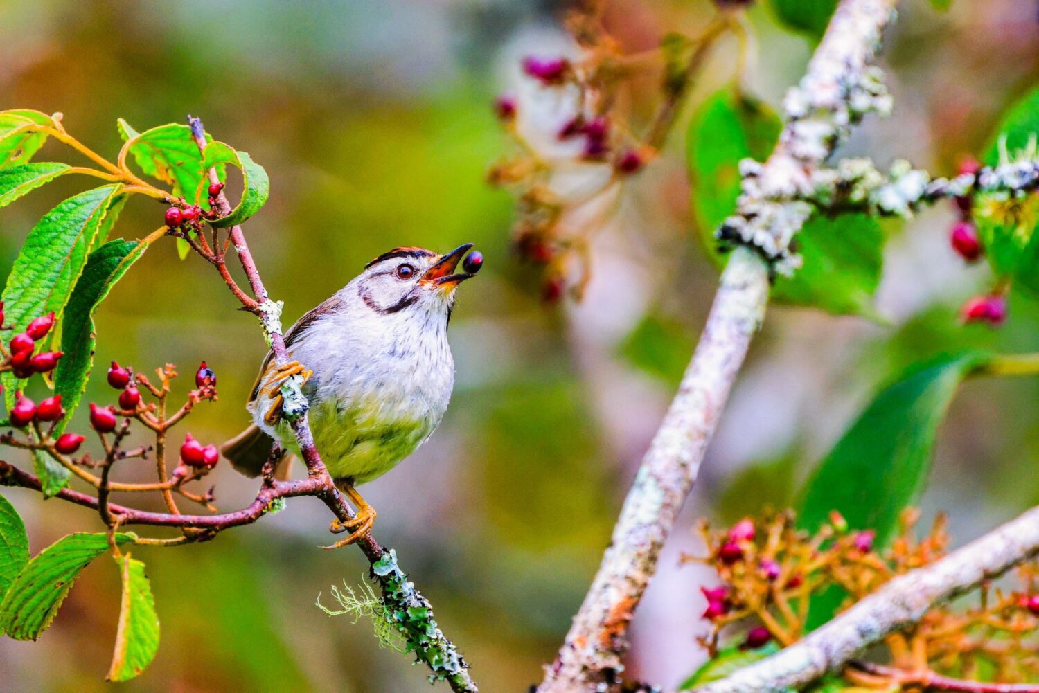 鳥類的露天餐廳 杉林溪 鳥類的露天餐廳 杉林溪