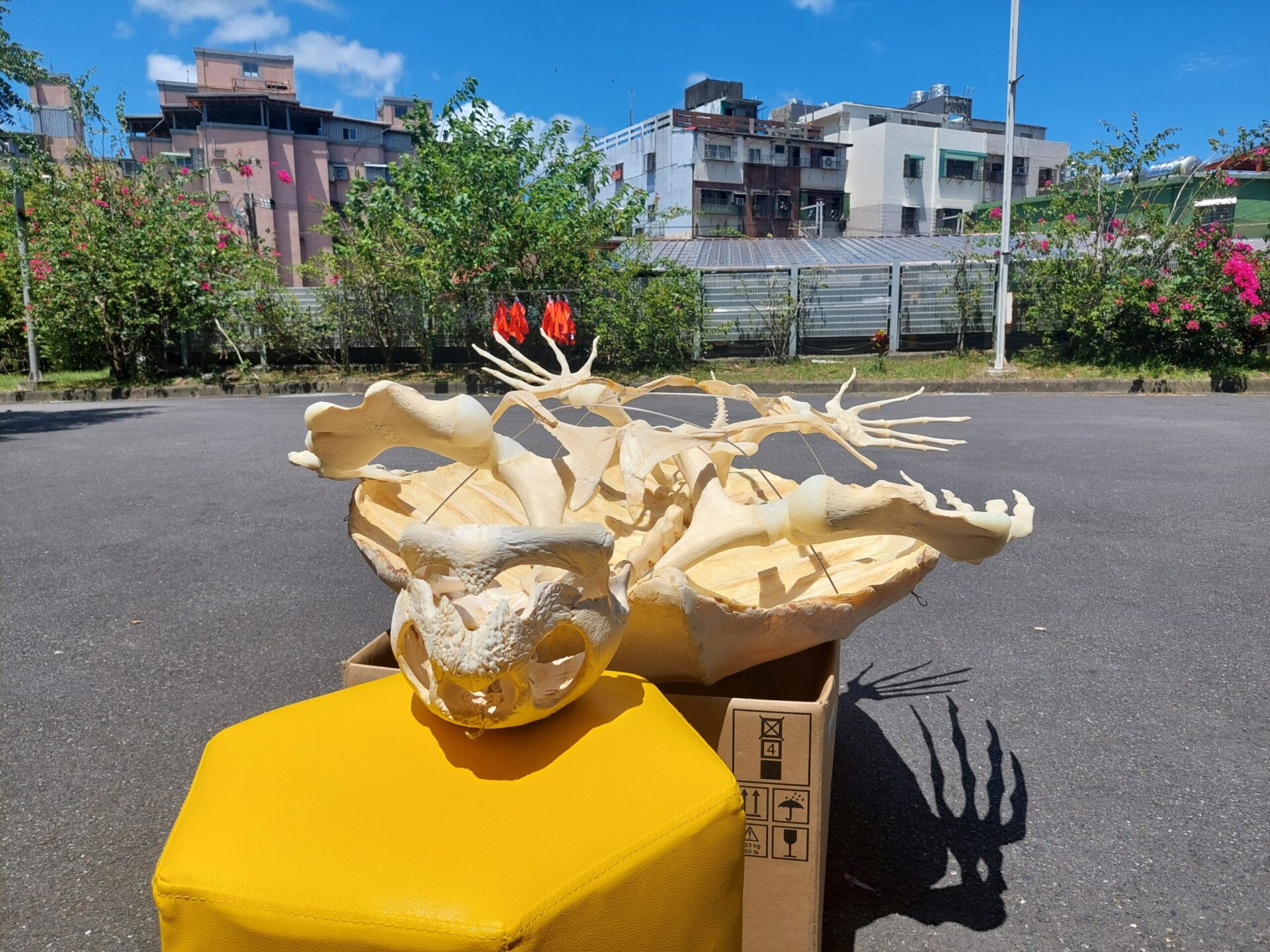 海科館展出稀有「革龜標本」 製作過程極具挑戰