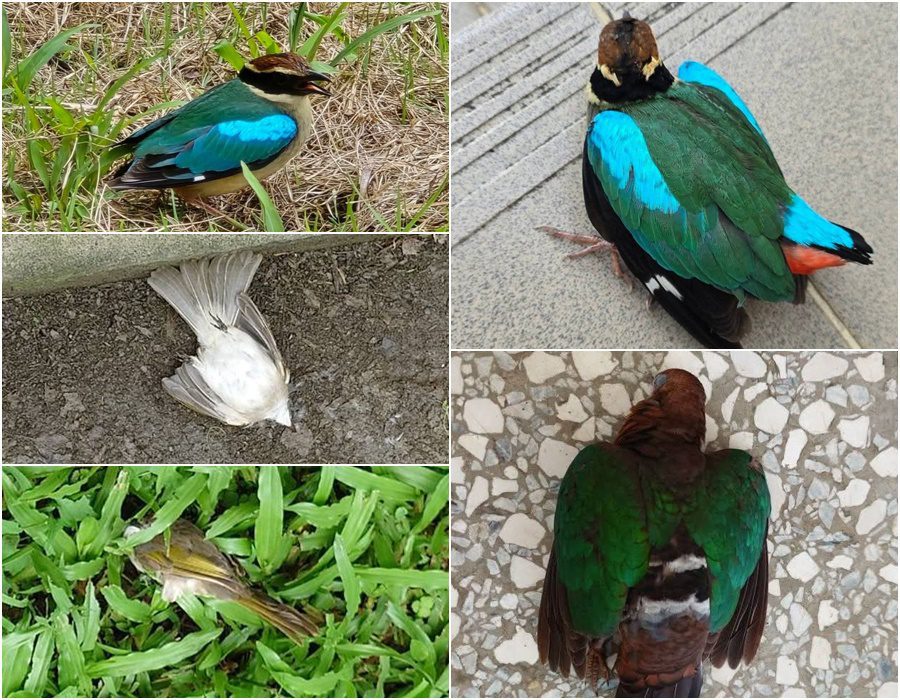 影音/降低窗殺！ 飛羽守護志工動起來