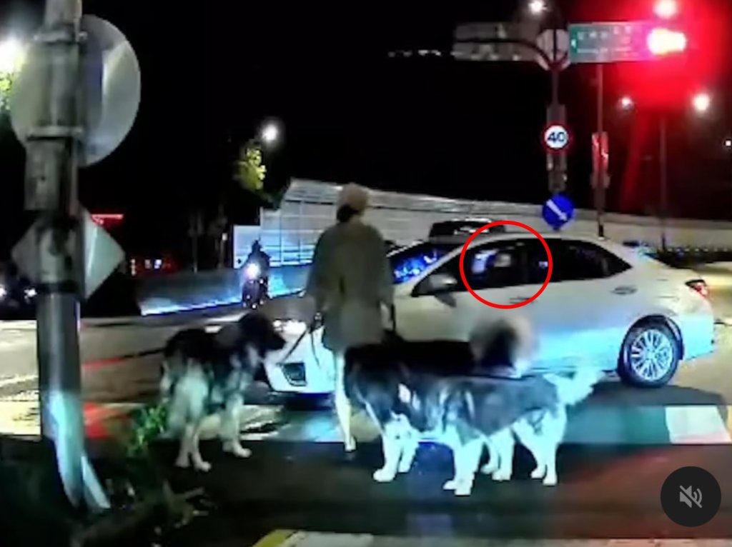 驚險瞬間！白車綠燈左轉險撞牽狗女　見警車立刻改口道歉