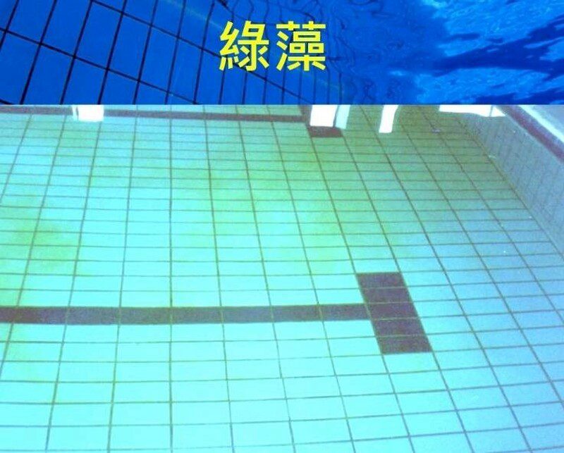 許展維建言李洋部長　提升台灣泳池水準，打造安全競技環境