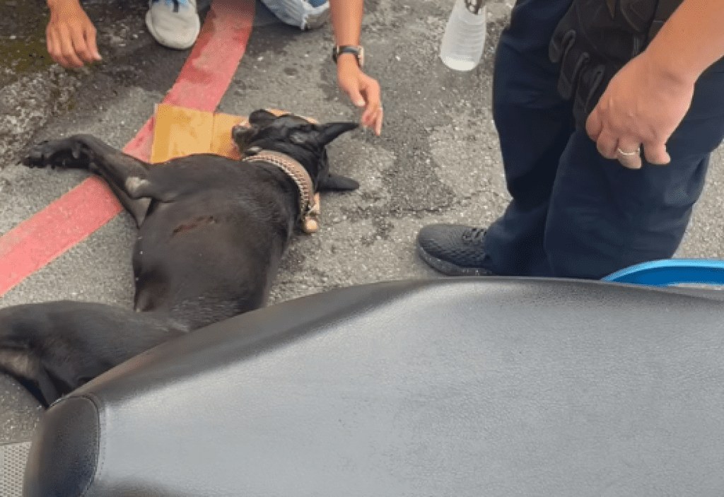 影／南港毛小孩遭拖行！狗被阿伯騎車摩地300公尺慘死　滿路都是血跟大小便