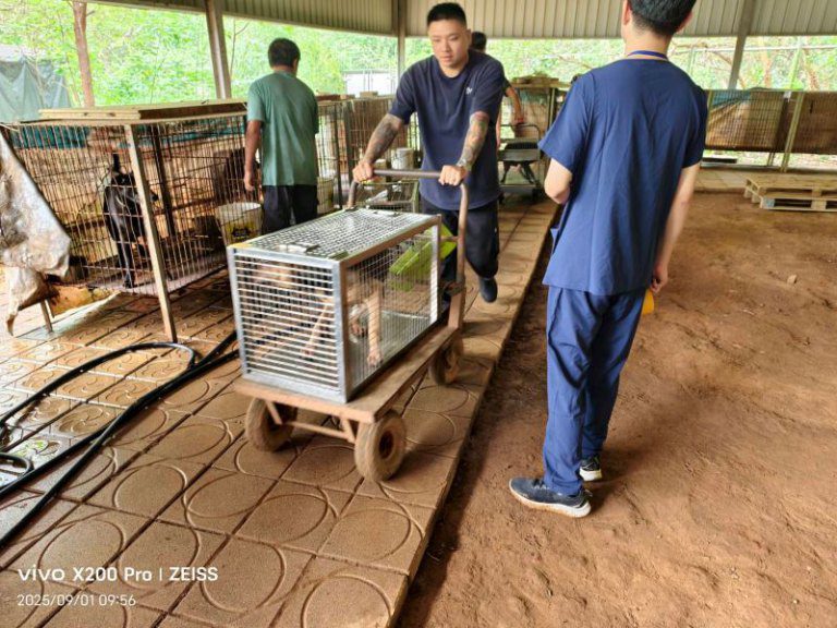 新埔扣押犬24隻已接回動保所安置　 請民眾踴躍認養