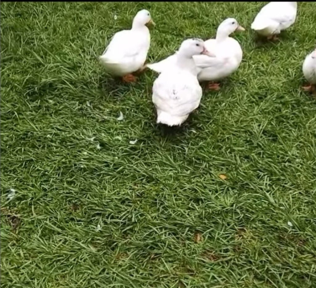 台中中興大學「鵝勢力」爆棚 新生手冊竟列防鵝SOP