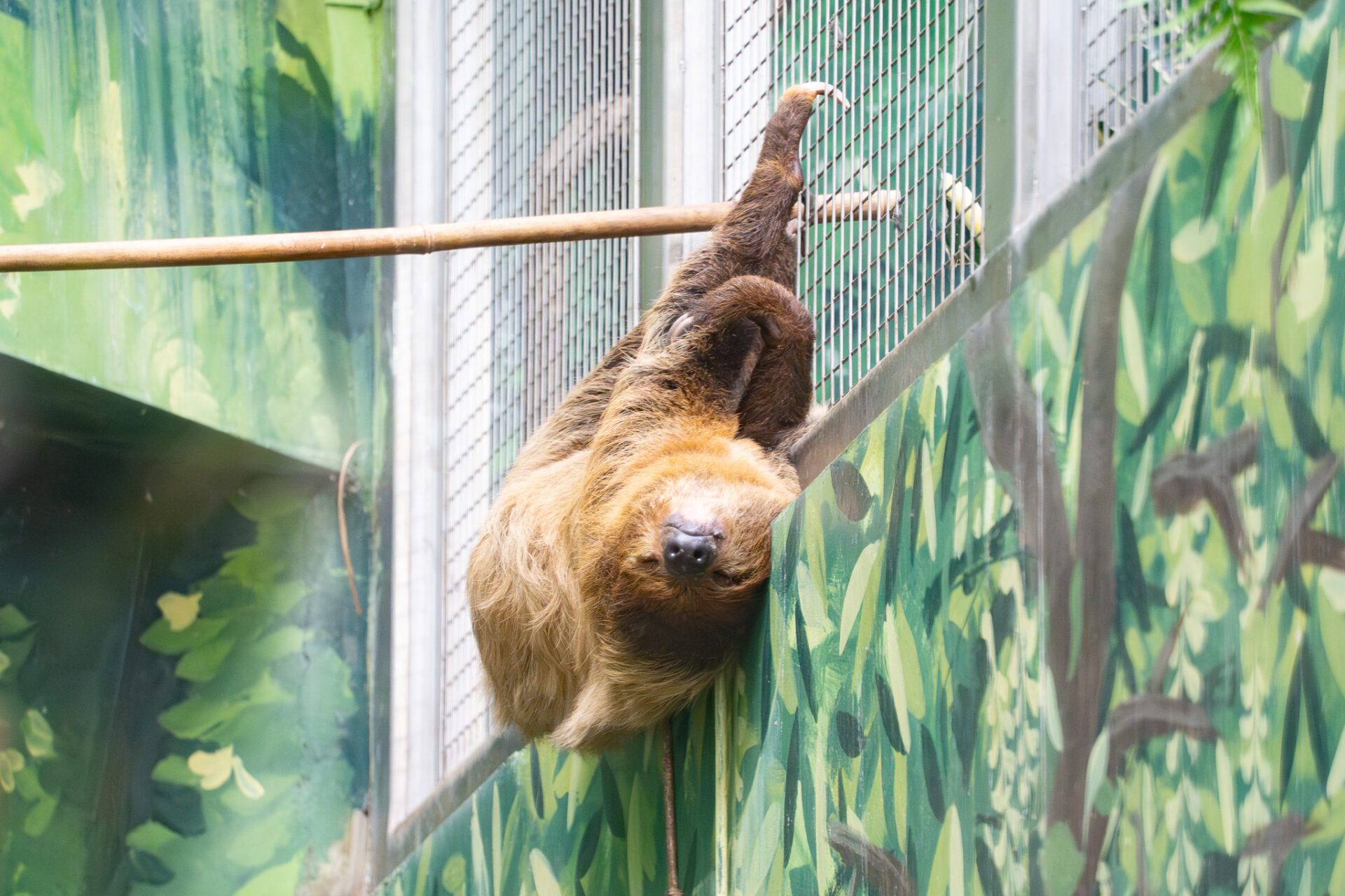 二趾樹獺、大巨嘴鳥同居日常曝 互相叫囂、搶食超逗趣