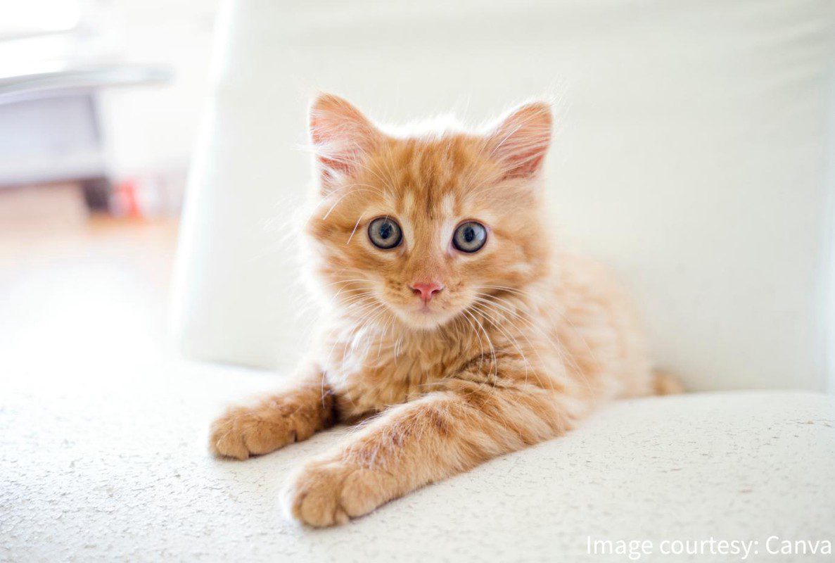 貓咪營養補充品牌怎麼選？一包搞定免疫、腸胃與毛髮保健！