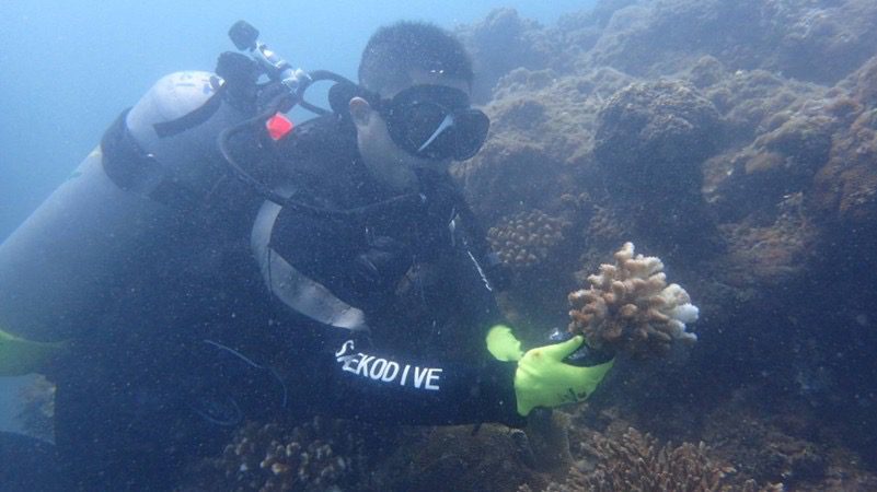 《海洋生物復育措施辦理原則及實施辦法》正式上路　海保署建立制度化復育機制守護臺灣海洋生態