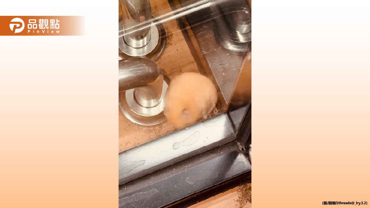 超商驚見倉鼠！真相曝光引眾怒