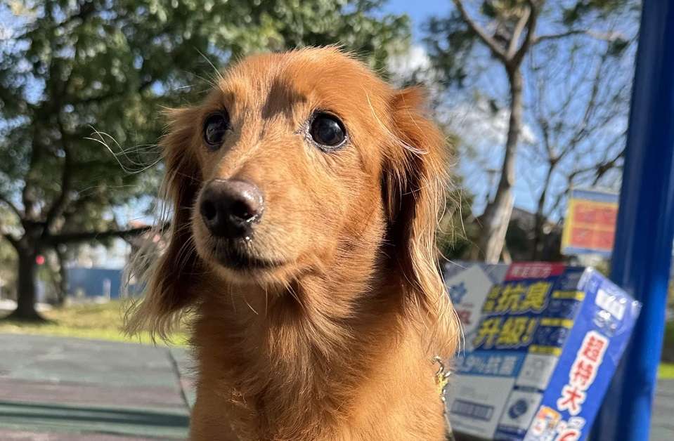桃園機捷9/27推出一日限定「狗狗友善專車」 將送出寵物智能飲水機