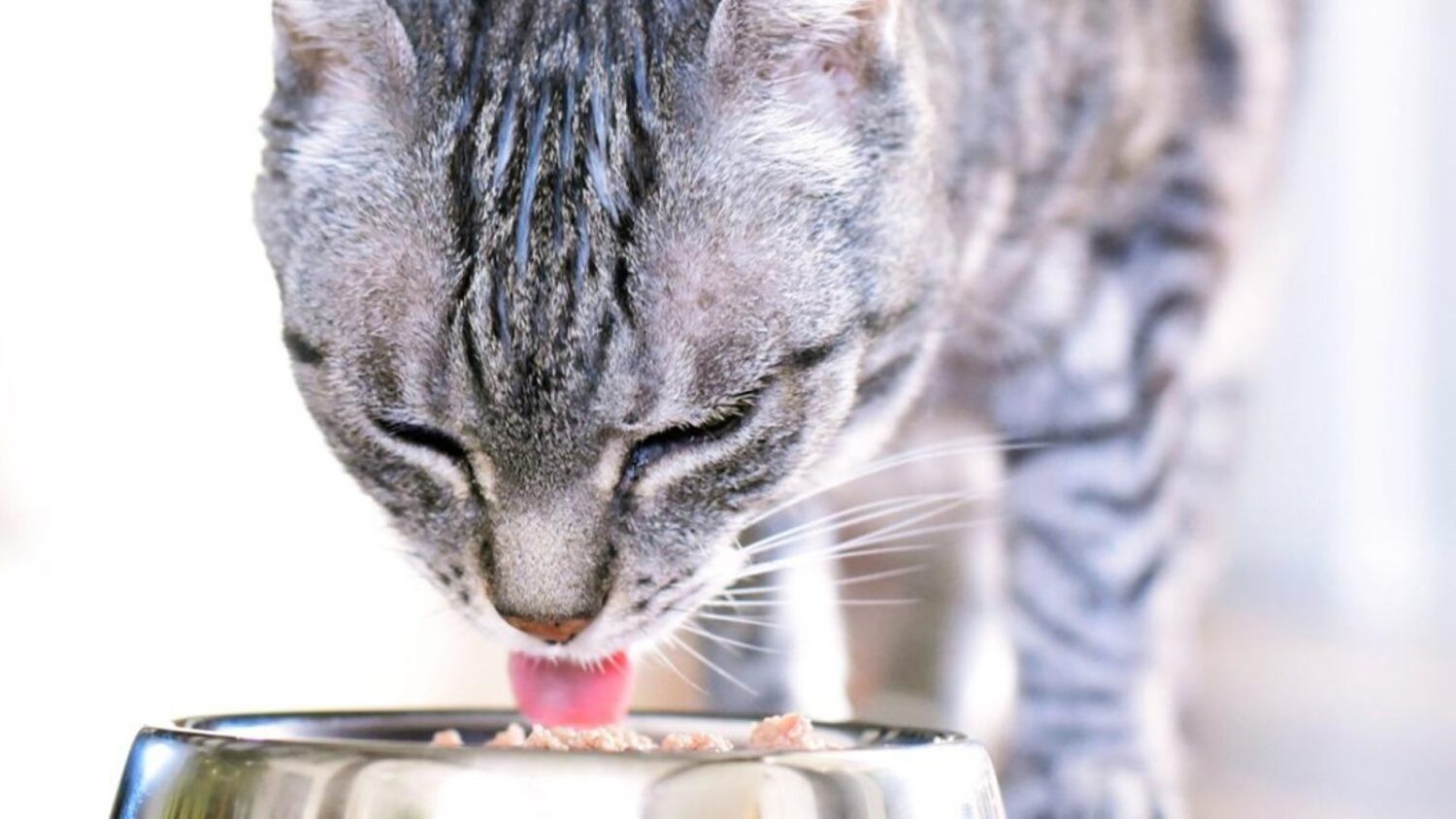 9/9台灣狗狗節 法國皇家推廣熟齡寵物全方位健康管理