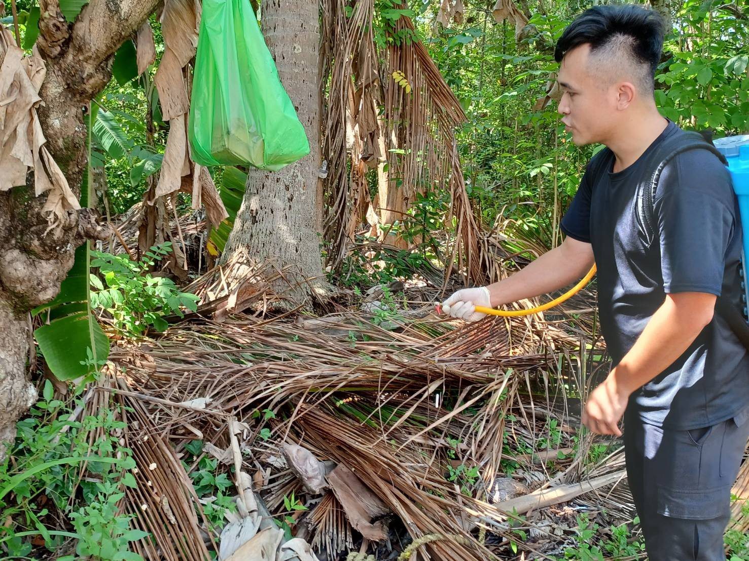 琉璃蟻滋擾升溫  高市農業局籲全民協力防治