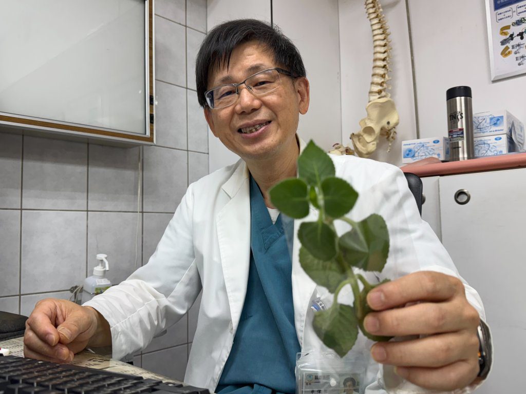 「左手香」別亂吃！7旬男子誤信網路稱吃左手香治喉嚨  卻釀大小便失禁