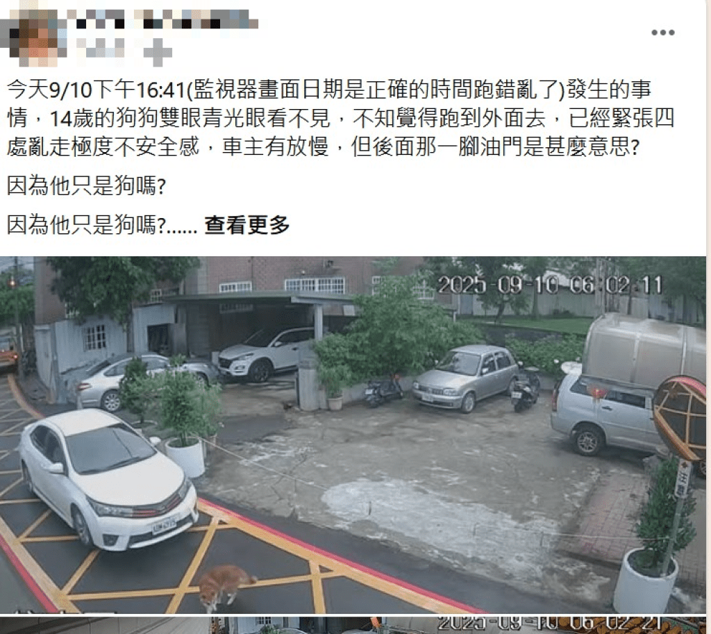 爆料／蓄意輾狗？ 民眾爆料有惡劣駕駛疑似故意輾過走在巷道的失明老柴犬