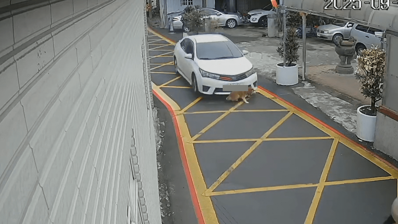 【有片】可惡!八德汽車輾壓小狗驚悚過程曝 大批網友全怒了 【有片】可惡!八德汽車輾壓小狗驚悚過程曝 大批網友全怒了