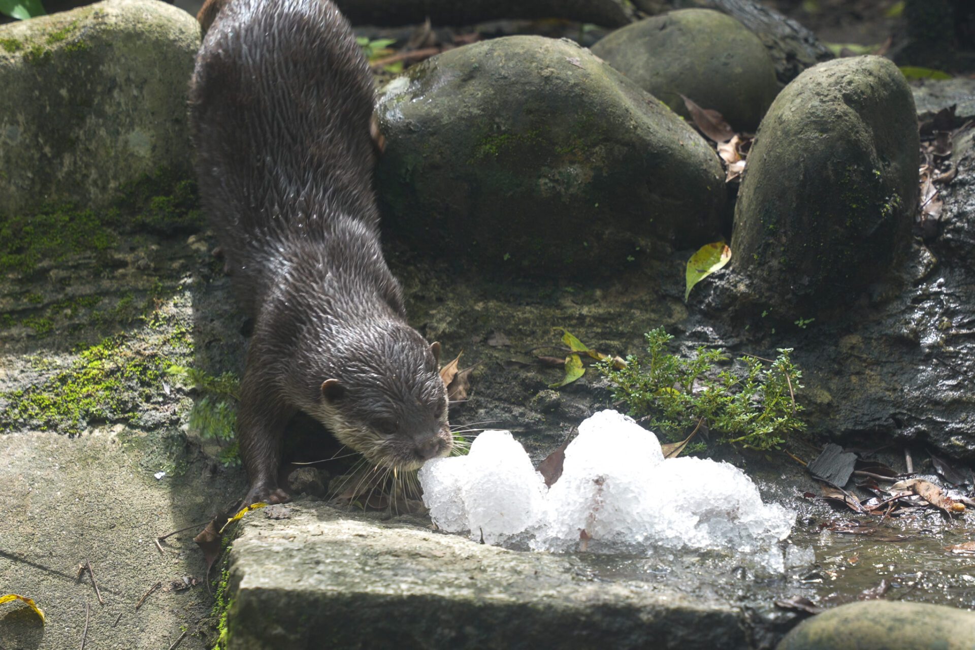 熱翻了！動物們也愛吃冰消暑 享受刨冰派對