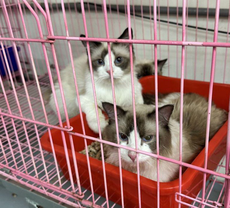 新竹縣政府動物保護防疫所聯手檢警破獲竹東非法繁殖場 　35隻品種貓全數扣留