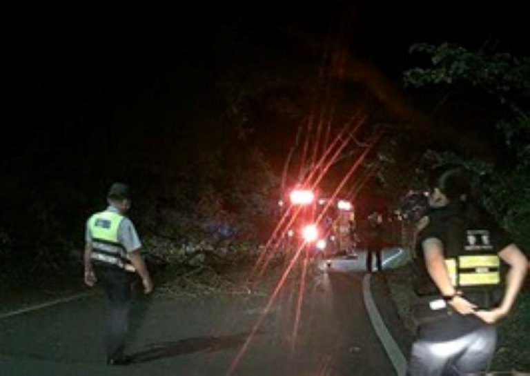 路樹倒塌阻礙交通　新竹市警第三分局員警協助排除