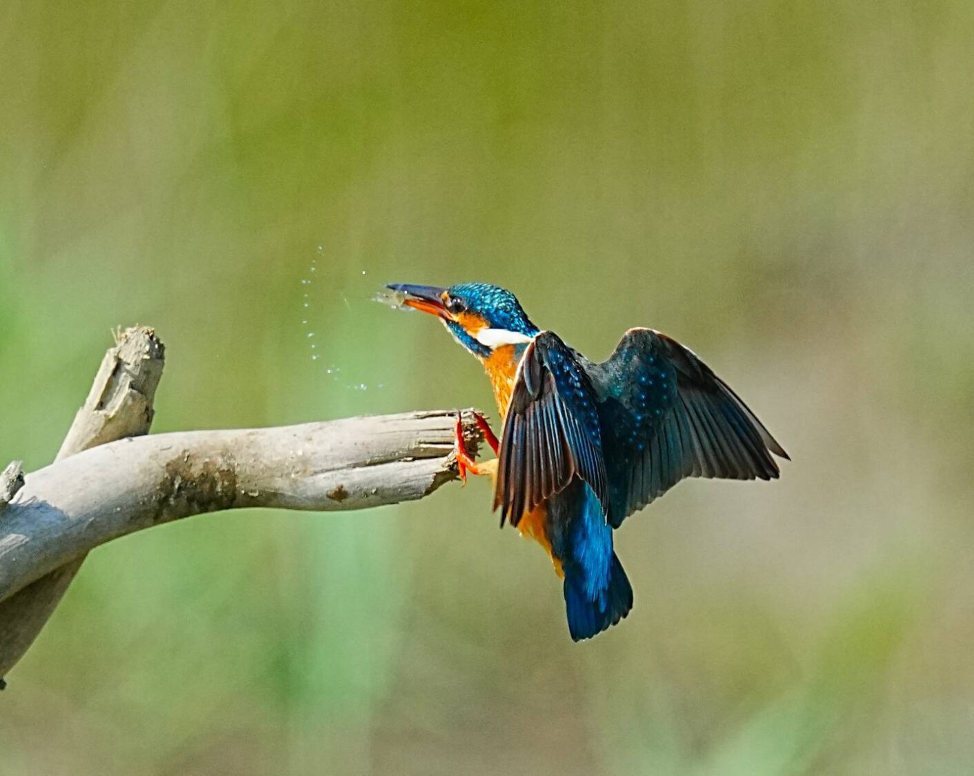 翠鳥棲息高雄茄萣濕地 小巧身影更顯生態價值