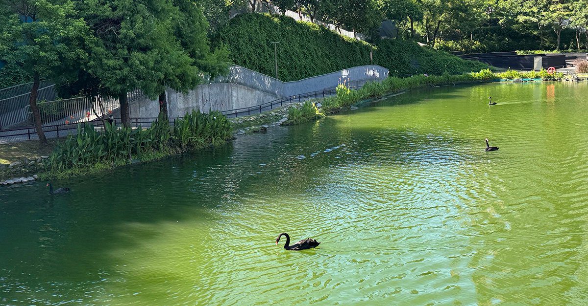 黑天鵝家族壯大 台中秋紅谷繁衍至15隻 市府推認養計畫打造生態亮點 黑天鵝家族壯大 台中秋紅谷繁衍至15隻 市府推認養計畫打造生態亮點