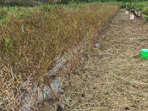 114年丹娜絲颱風、0708豪雨暨0728豪雨災害農損現金救助屏東縣府全力辦理中