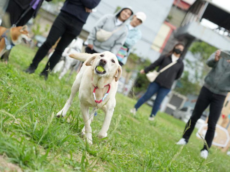 竹市毛小孩運動會9/21北大公園登場! 邱臣遠代理市長邀市民攜萌寵同樂加溫感情 竹市毛小孩運動會9/21北大公園登場! 邱臣遠代理市長邀市民攜萌寵同樂加溫感情