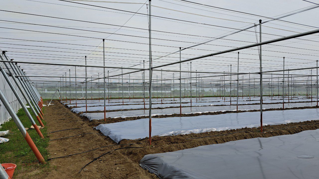 樺加沙颱風接近 高市農業局請農民加強防範注意搶收安全 樺加沙颱風接近 高市農業局請農民加強防範注意搶收安全