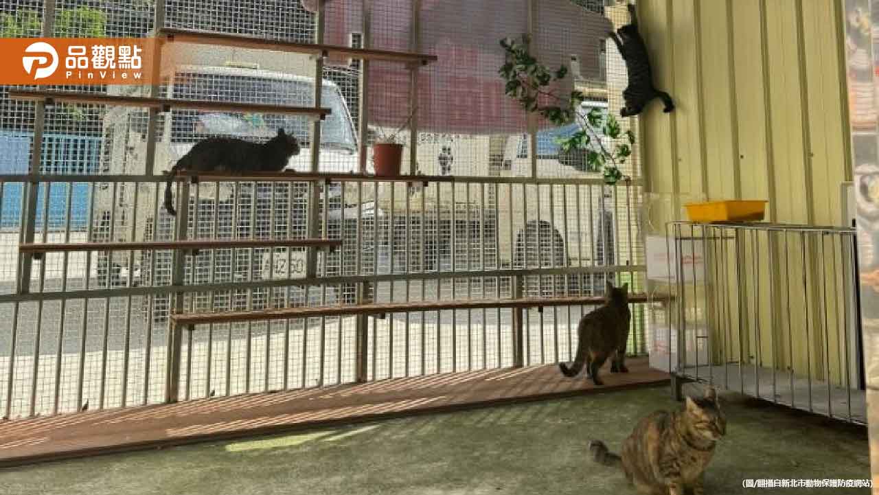 新北市推出「犬貓回春雙響炮」 242隻毛孩重獲新生