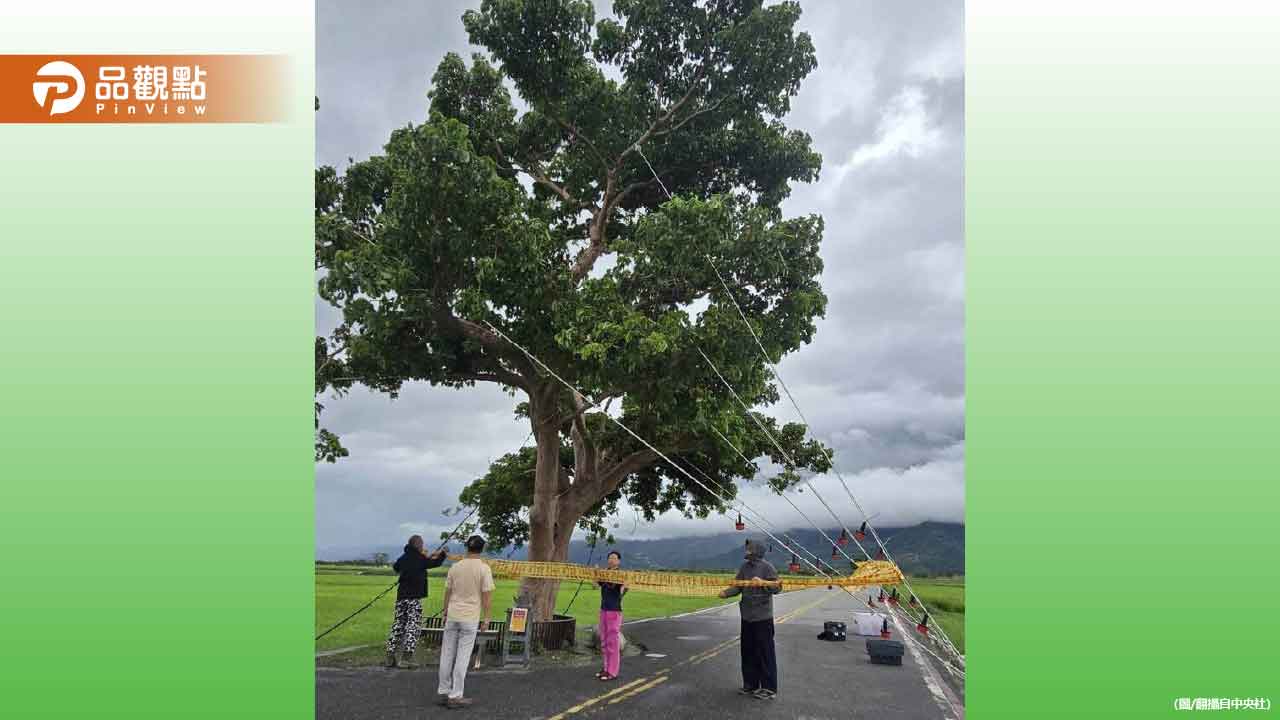 颱風樺加沙來襲！金城武樹綁緊緊 池上鄉全力防護
