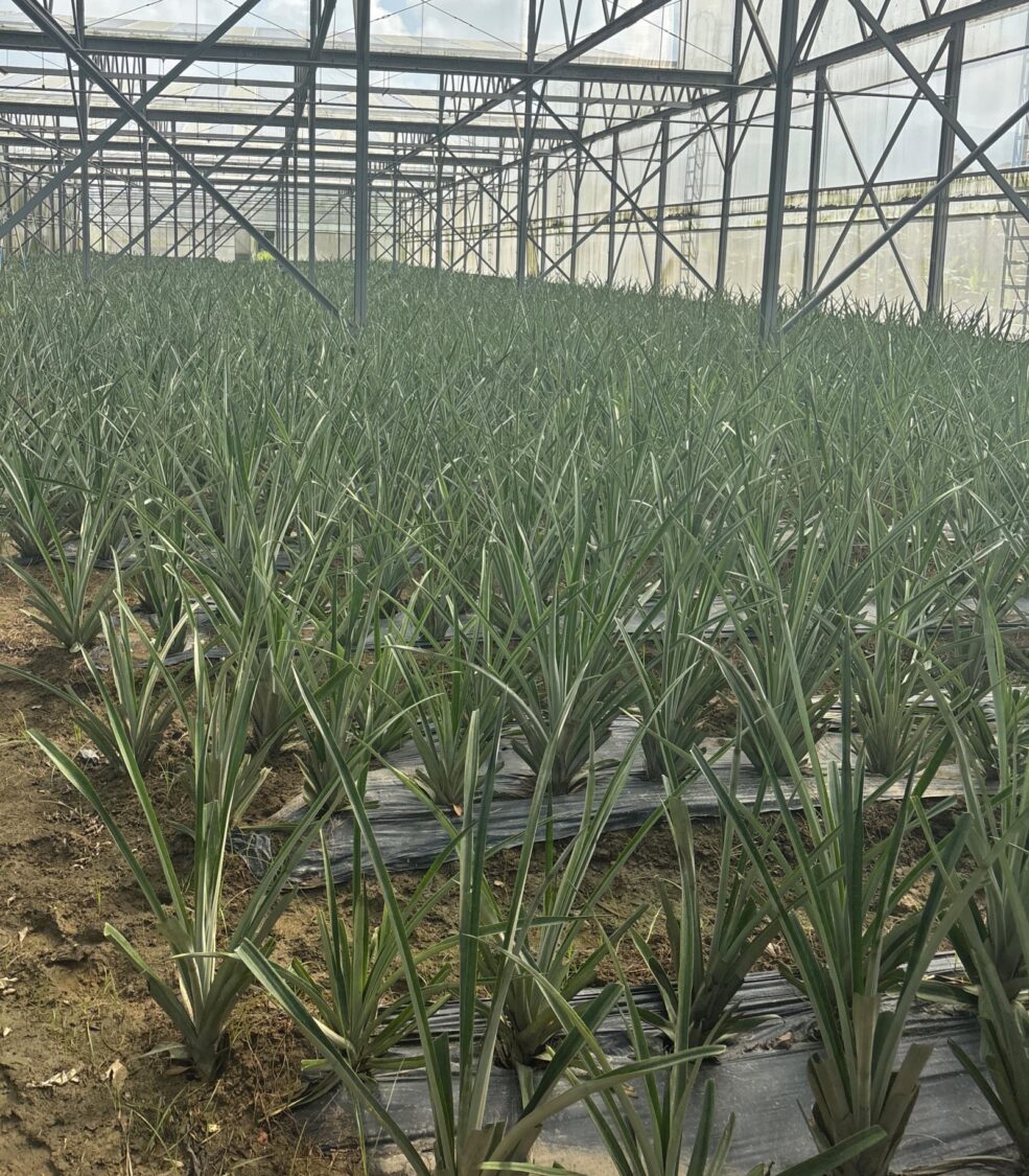 樺加沙颱風逼近農 屏縣府提醒漁民應提早因應並加強防範