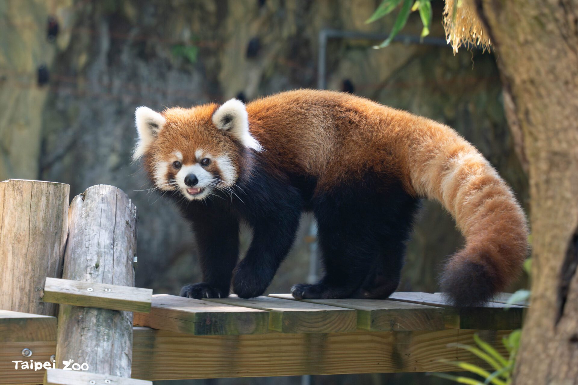 國際小貓熊日 動物園倡導保育守護瀕危森林精靈