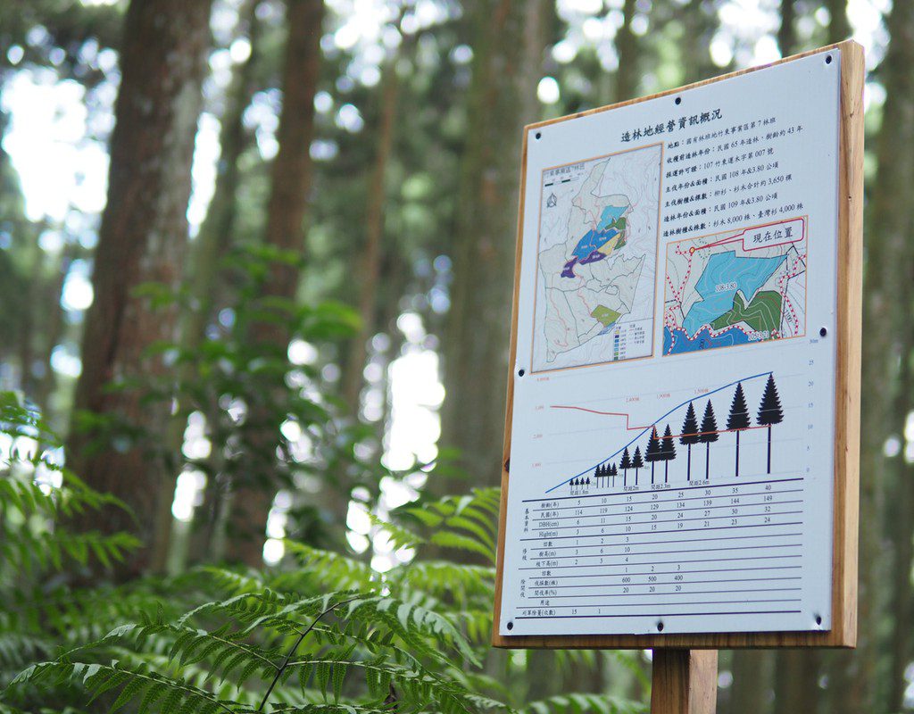 香氣產業的隱形斷鍊：根本芳療攜手永泰林業啟動跨國加工鏈 臺灣杉首度出海