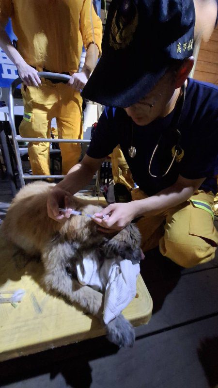 漾新聞|高市搜救隊救出泥濘犬隻 專業獸醫同步支援 漾新聞|高市搜救隊救出泥濘犬隻 專業獸醫同步支援