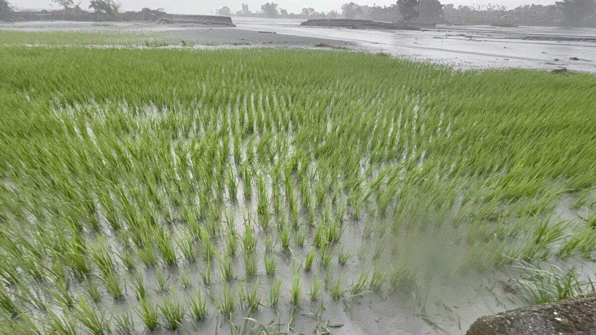 花蓮縣政府114年樺加沙颱風天然災害現金救助地區 光復鄉延長受理至10/29止 花蓮縣政府114年樺加沙颱風天然災害現金救助地區 光復鄉延長受理至10/29止