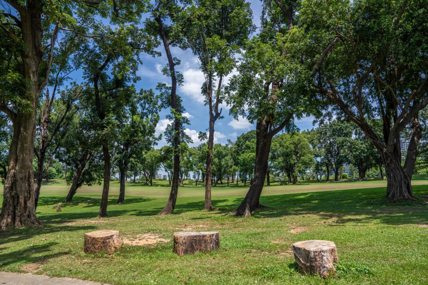 高市府打造「果嶺自然公園」 10月開放市民共享生態綠地