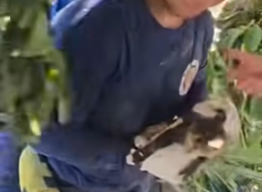 生命不分貴賤  特搜隊救援全身泥濘顫抖小貓