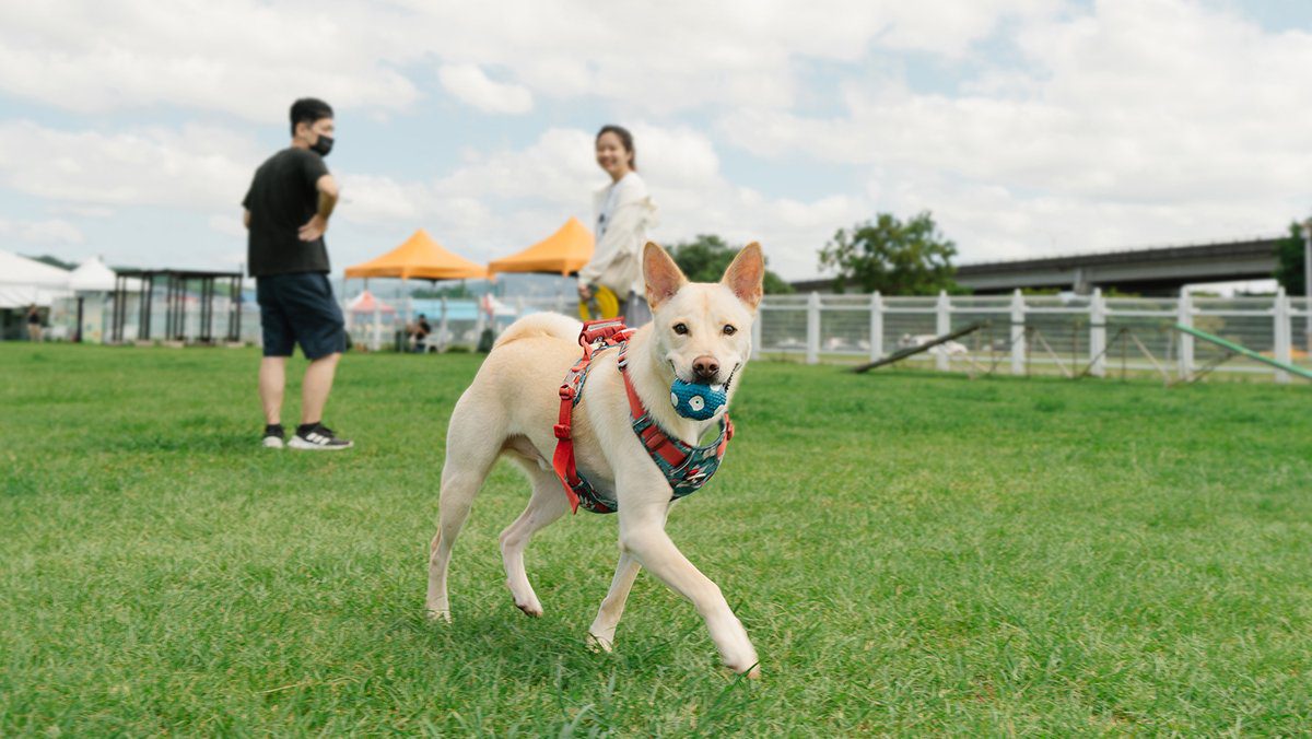 響應世界狂犬病日　北市動保處辦毛孩健康同樂會宣導「2不1要」
