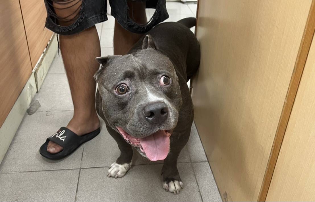 惡霸犬翹家逛大街 基警認出是「慣犯」協助返家