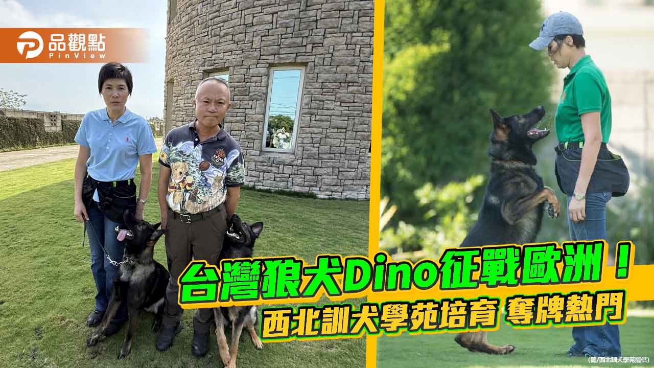 台灣狼犬Dino征戰歐洲！西北訓犬學苑培育 奪牌熱門